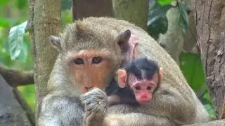 Cute Newborn Baby Monkey On Tree With Mom and happy animal #1089