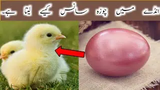 Andy Main Choza Sans Kese Leta Hai!!!