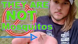 NOT a Mosquito* BUT What is IT!??