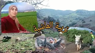 الاجواء القروية في صباح الباكر في فصل الشتاء وتربية اغنام دجاج البلدي وبقر☝️