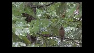 Environmental Science: Birds in Motion