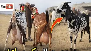 Taxila Bakra Mandi latest update new video #breeder #bakri #babyshorts #milking 