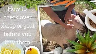 How to check over sheep or goat before you buy them