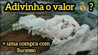 Mais uma comprar com sucesso um lote top de fêmeas 
