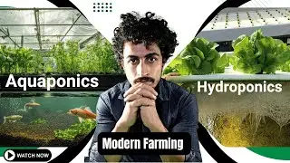 🌾🐟 Growing Rice with Aquaponics & Hydroponics | Sustainable Farming Experiment