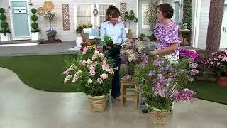 Cottage Farms 1-Piece Reblooming Fragrant Lilac Live Plant on QVC
