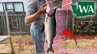 Pink salmon fishing Washington ￼State