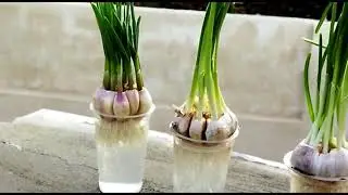 tips to grow garlic in water bottles quickly harvest garden/ أسهل طريقة لزراعة الثوم في المنزل