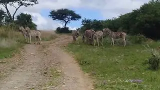 Spioenkop Dam - Zebras and Game Overlooking Spioenkop Dam