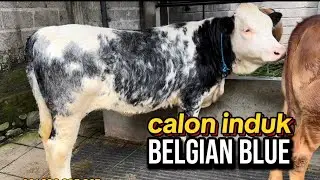 sapi super stok terbaru . grosir sapi kediri