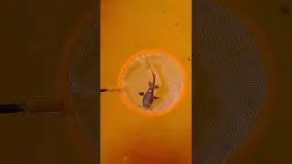 Redtail catfish small size🔥nxt growth update #fishkeepinghobby...
