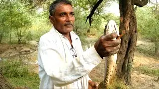 Snakehead Fish | Jungle Fishing Full Adventure | Hook Fishing Video | # Video 147