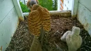 #kestrel Cam1#15 mother birds brings food to feed her chicks in the nest, Falcon babies feeding