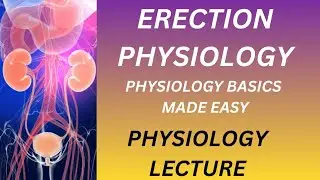 Physiology of Erection | Neurovascular Mechanism of Penile Erection | Autonomic Control Explained