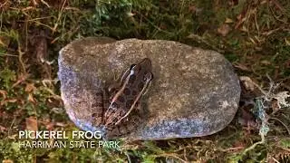 Meet The Pickerel Frog