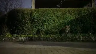 Foxley Fox visiting