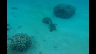 Honolua Bay Snorkeling Feb 6 2022