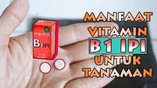 BANYAK YANG BELUM TAU! Manfaat Dahsyat Vitamin B1 IPI Untuk Tanaman
