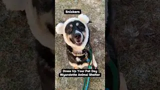 Dress Up Your Pet Day: January 14, 2026