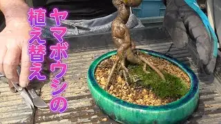 ヤマボウシの植え替え