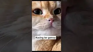 kucing gemoy,meong meong #kucing #gemoy #shorts