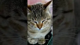 Cats are cute, playful, independent pets loved for their charm. #cats #petlove #cute #feline