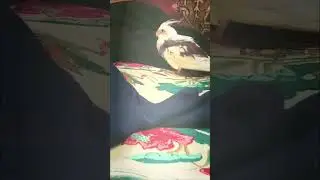гуляет Жако #рекомендации #short #parrot #part #film #up #moments #pop #популярное #тренды #адидас