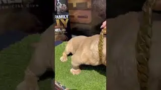 King Bully