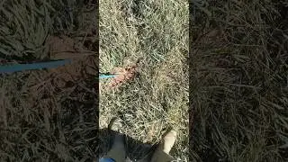 Cows Impact on the Land