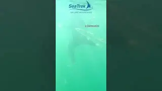 a surprise visit from a barracuda!! #SeaTrek #fish #underwater #snorkeling