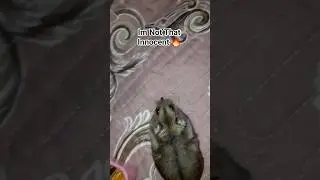 My new pet is a hamster 😍#hamster #trending #viral #subscribe #3k