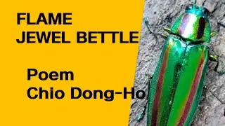 Flame Jewel Beetle / Choi dong-ho / Poem