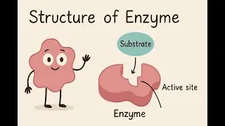 Enzyme Structure - Models,Active site #JRF  #rpsc #msc #bsc #hpsc  #csirnet #biochemistry #upsc