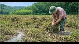 Harvesting Rice for Daily Food The Quiet Life of a Young Soldier