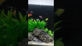 Aquascape Simpel