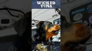 The Dogs of FV Hot Tuna 🐶- Wicked Tuna #shorts #short #wickedtuna #bluefintuna #fishing #hottuna