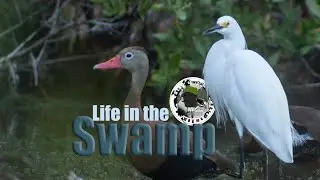 Birds in the swamp @wildtravelerbyabraham