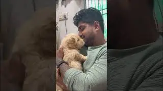 Golden Retriver available call 7275863266 #goldenretriever #goldenretrieversofinstagram #goldenretri