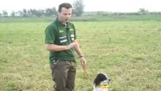 SETTER INGLESE - addestramento - allenamento ENGLISH SETTER TRAINING