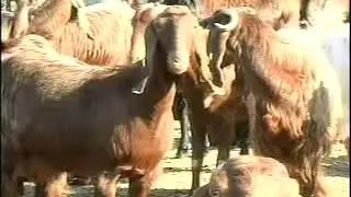 Cyprus Shami Goats &ndash; Part 1