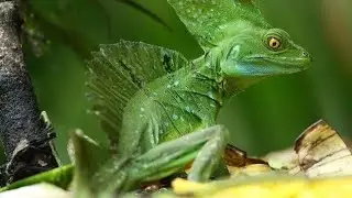 american reptiles, american reptiles review, north american