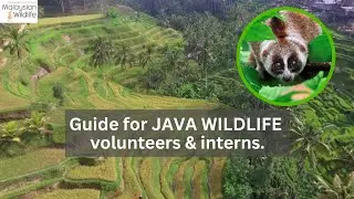 Guide for JAVA WILDLIFE volunteers & interns