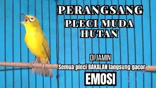 PLECI GACOR  nembak panjang BUKPAR Ampuh buat PANCINGAN pleci BERENG jadi NGALAS !! Auto BUKPAR.