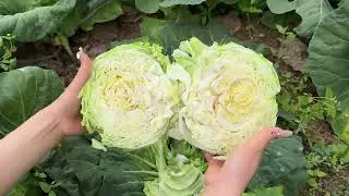 Harvesting Cabbage and Greens  Natural ASMR Sounds