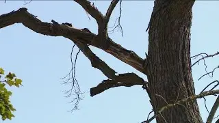Longtime north Toledo resident concerned about problematic tree causing property damage