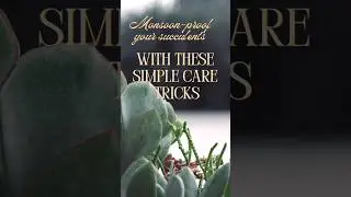 5 Tips to save Succulents in Monsoon season 🌵 #succulent #indoorpots #succulentcare #rainyseason