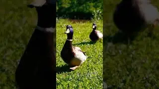a duck on the grass flapping it s wings