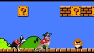 Ravage's Angels for Indy Mutt Strut 2016 Part 2 - Puppy Monkey Monster (w TurboRoo)