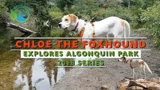 Chloe The Foxhound Explores Algonquin Park   2018 Series