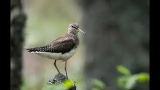 Green Sandpiper makes warning calls